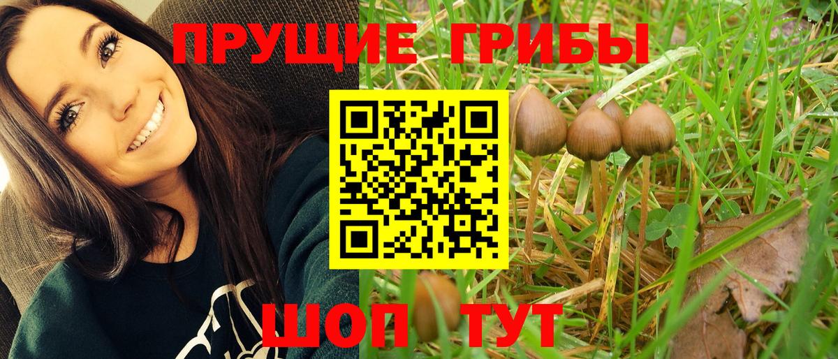 Галлюциногенные грибы Psilocybine cubensis Владикавказ